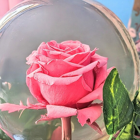 daisyrose_dl